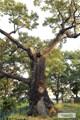 울진 수산리 굴참나무 썸네일 이미지