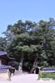 울진 불영사 느티나무 썸네일 이미지