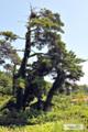 고목리 시목동 성황당 썸네일 이미지