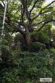 울진 평해리 느티나무(상성리) 썸네일 이미지