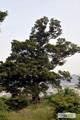 울진 평해리 느티나무(하성리) 썸네일 이미지