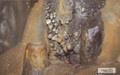 울진 성류굴 동굴산호와 석순 썸네일 이미지