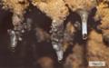 울진 성류굴 종류관과 동굴산호 썸네일 이미지