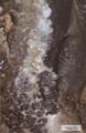 울진 성류굴 동굴산호 썸네일 이미지
