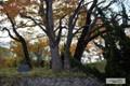 온정리 느티나무 썸네일 이미지