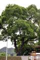 삼달리 회화나무 썸네일 이미지