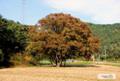 삼산리 느티나무 썸네일 이미지