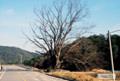 울진 금천리 느티나무 썸네일 이미지