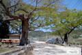 울진 다천리 느티나무(상다천) 썸네일 이미지