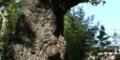 울진 수산리 굴참나무 썸네일 이미지