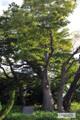 정명리 느티나무 썸네일 이미지