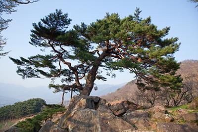 하동 축지리 문암송 썸네일 이미지