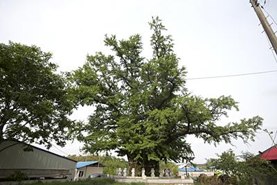 하동 청룡리 은행나무 썸네일 이미지